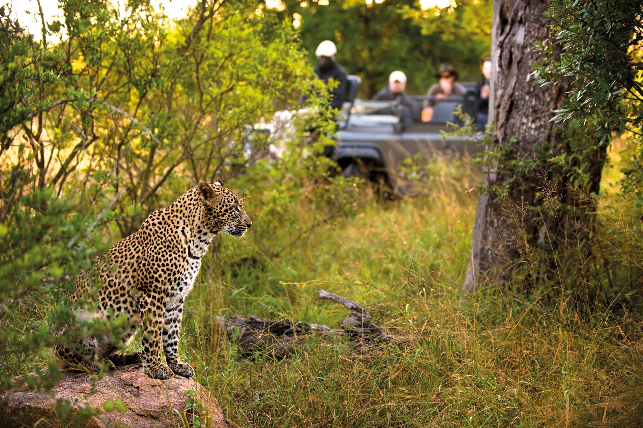 Lion Sands Narina Lodge Reserva de caza Sabi Sand Exterior foto