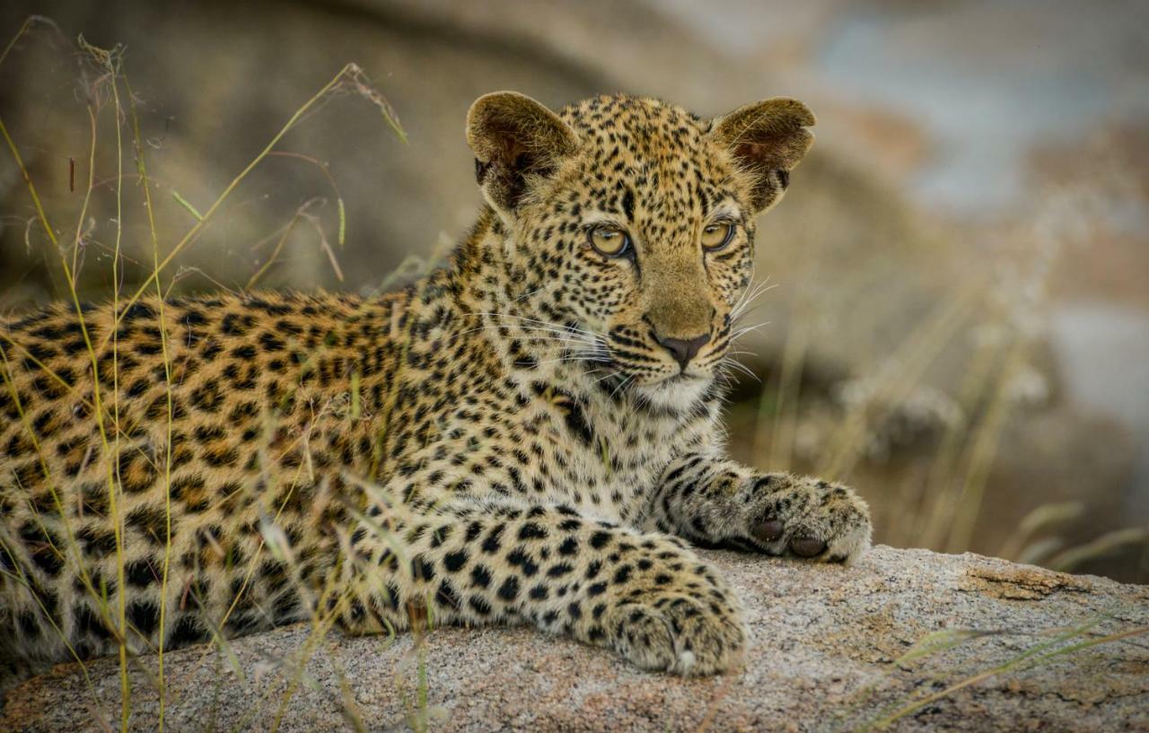 Lion Sands Narina Lodge Reserva de caza Sabi Sand Exterior foto